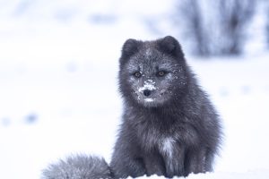 Photo Arctic fox