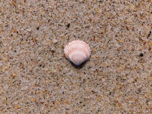 Photo Abalone shell